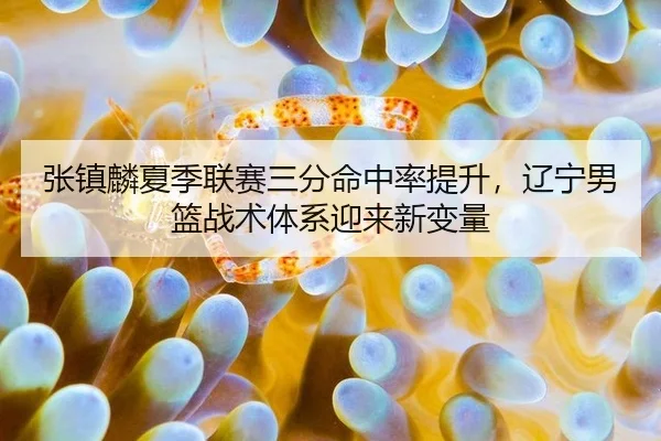 张镇麟夏季联赛三分命中率提升，辽宁男篮战术体系迎来新变量